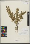 Foto von Salix alba L. x Salix fragilis L.